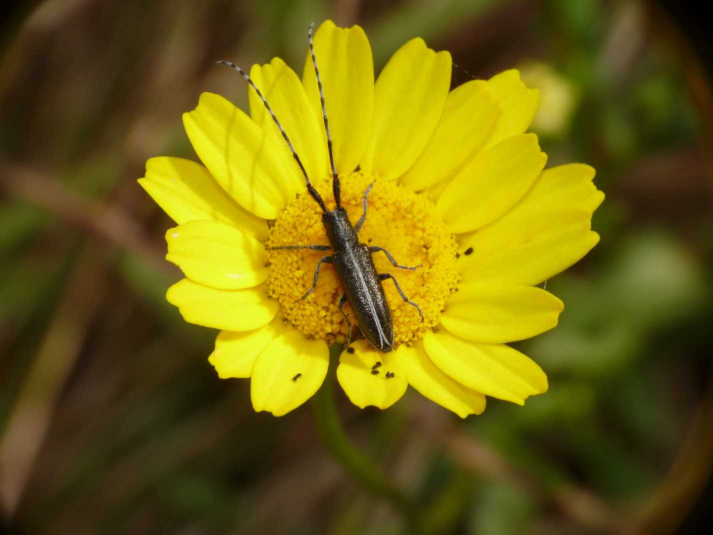 Agapanthia suturalis